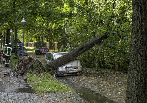 A tree fallen on a car 